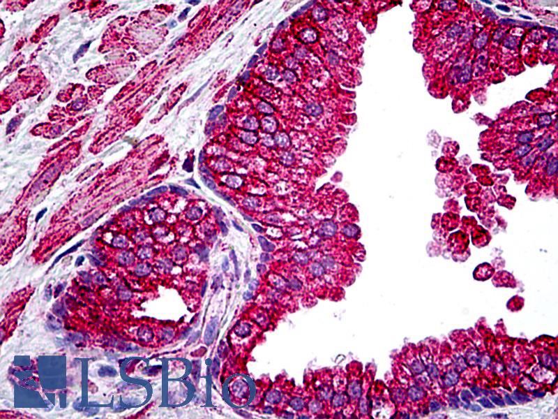 Goat Anti-CFTR Antibody