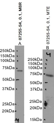 Goat Anti-Chat (mouse) Antibody