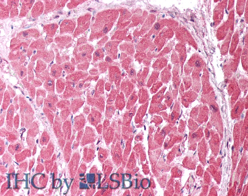 Goat Anti-CHCHD3 Antibody