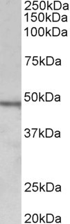 Goat Anti-CHIT1 (aa409-423) Antibody