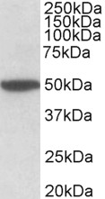 Goat Anti-CHRM2 (aa352-364) Antibody