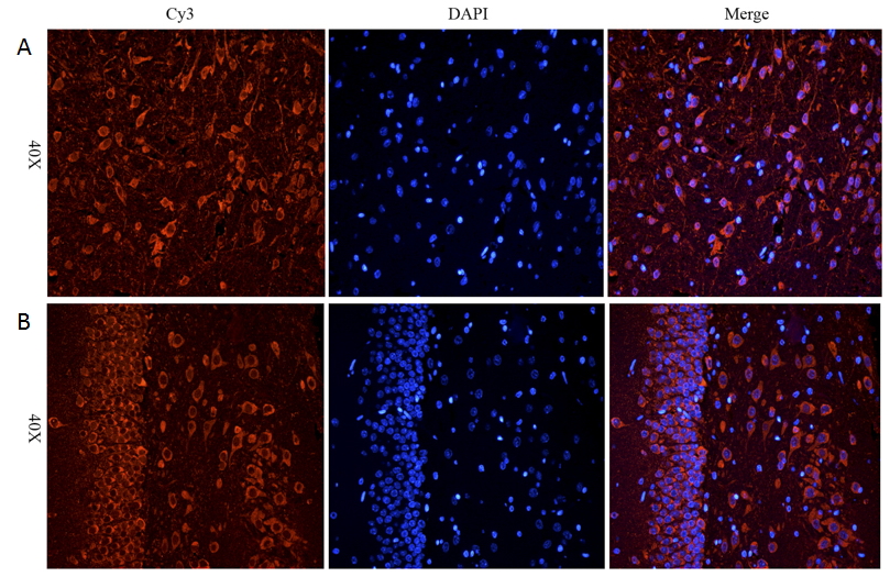 Goat Anti-CHRNA7 Antibody