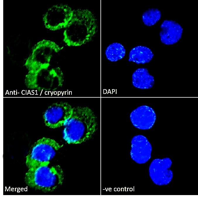 Goat Anti-CIAS1 / cryopyrin ( C Terminus) Antibody