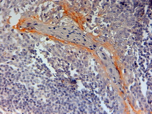 Goat Anti-CIAS1 / Cryopyrin (Internal) Antibody