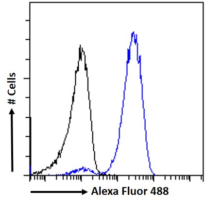 Goat Anti-CIRBP (aa 81-91) Antibody