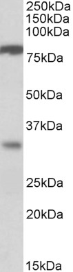 Goat Anti-CLCA1 Antibody
