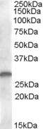 Goat Anti-CLEC2 / CLEC1B Antibody