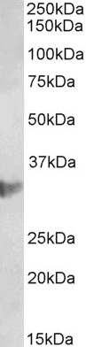 Goat Anti-CLIC1 / NCC27 (aa45-57) Antibody