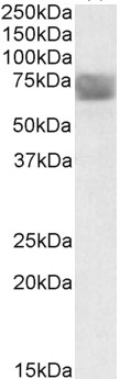 Goat Anti-CLN2 / TPP1 Antibody