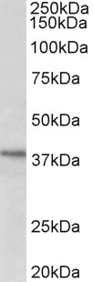 Goat Anti-CLO29 (aa30-43) Antibody