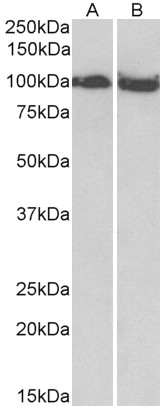 Goat Anti-CLOCK (aa458-472) Antibody