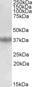 Goat Anti-Clusterin / APOJ (aa44-58) Antibody