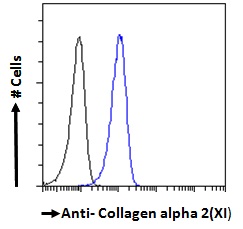 Goat Anti-collagen type XI alpha 2 Antibody