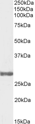 Goat Anti-COMT (internal), Biotinylated Antibody