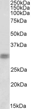Goat Anti-Cone-rod homeobox (C Terminus) Antibody