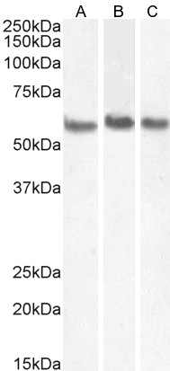 Goat Anti-Coronin 1 / TACO Antibody