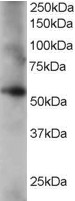 Goat Anti-Coronin 3 / coronin 1C Antibody