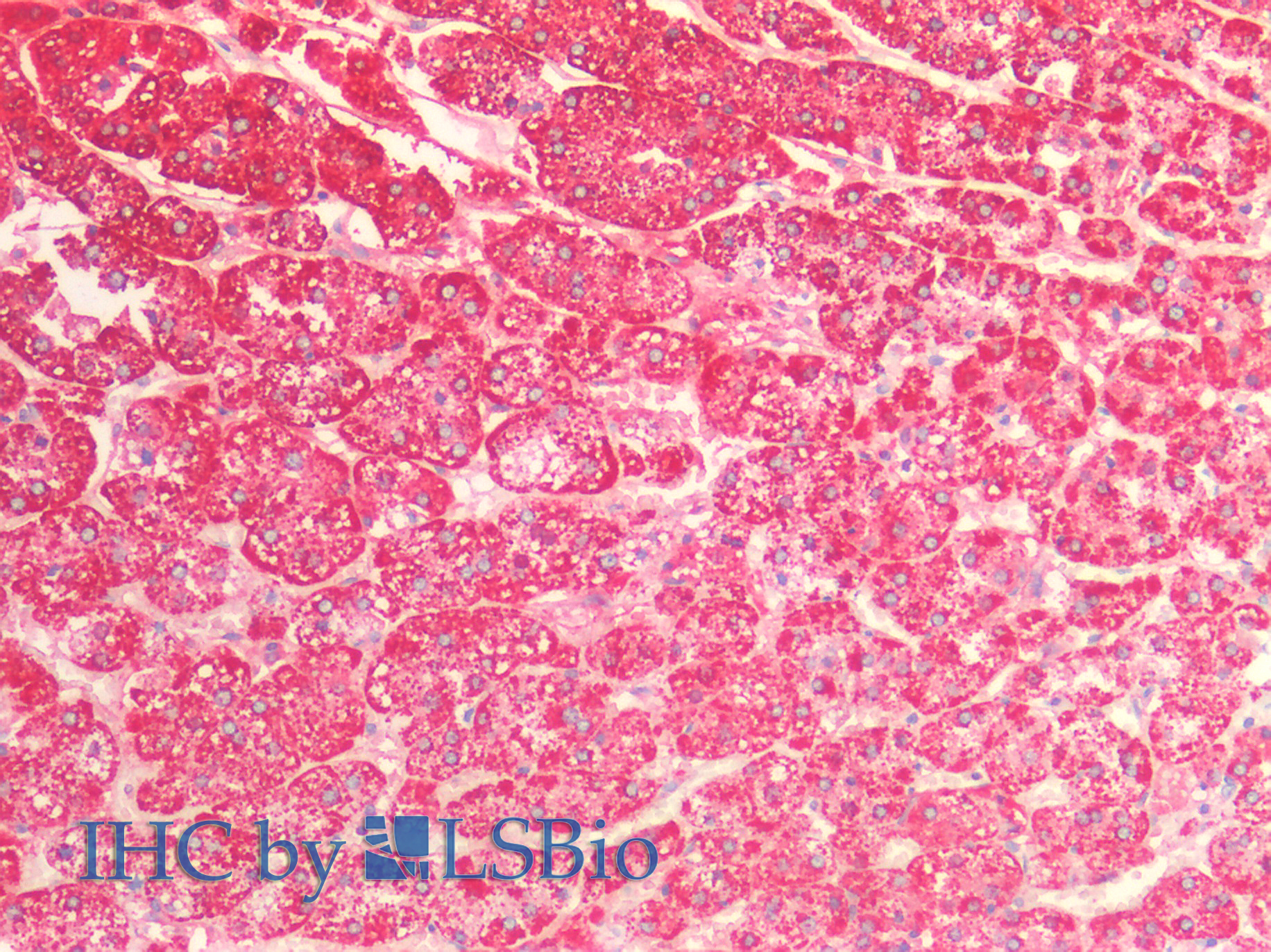 Goat Anti-CPN10 / HSPE1 (aa74-86) Antibody