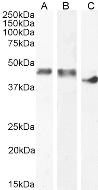 Goat Anti-creatine kinase M-type (aa258-270) Antibody