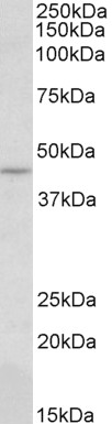 Goat Anti-CREB3 (aa76-87) Antibody