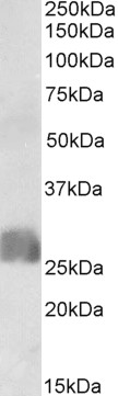 Goat Anti-CREB3L2 Antibody