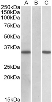 Goat Anti-CRISP2 (aa77-89) Antibody