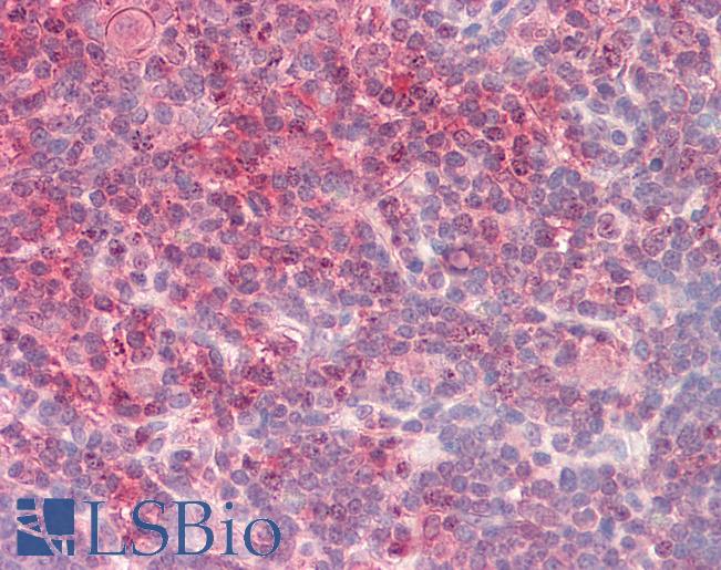 Goat Anti-CRTC2 / TORC2 (aa 83-96) Antibody