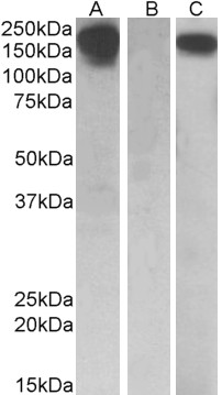 Goat Anti-CSF1R (aa 700-710) Antibody
