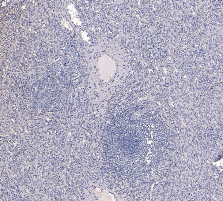 Goat Anti-CSF1R (aa734-744) Antibody