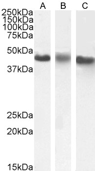 Goat Anti-CSNK1E Antibody