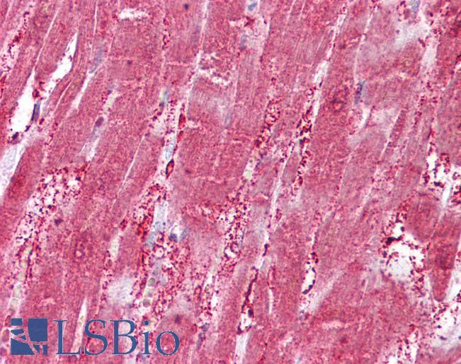 Goat Anti-CSRP3  Antibody