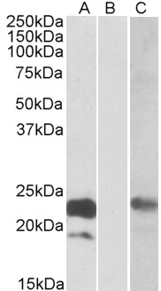 Goat Anti-Cystatin 8 (aa 23-34) Antibody