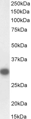 Goat Anti-CTDSP1, Biotinylated Antibody