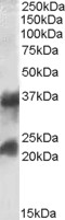 Goat Anti-CTLA + CTLB Antibody