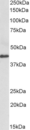 Goat Anti-CX3CL1 /  fractalkine (aa214-226) Antibody