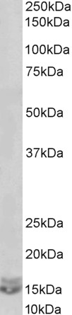 Goat Anti-CXCL2 / MIP-2 Antibody