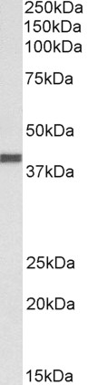 Goat Anti-CXCR1 (aa26-38) Antibody