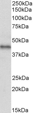Goat Anti-CXCR7 / RDC1 Antibody