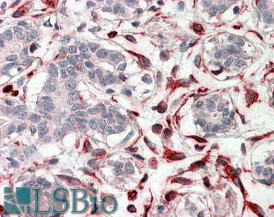 Goat Anti-CXXC4 Antibody
