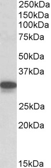 Goat Anti-CYB5R3 / Dia 1 (mouse) Antibody