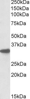 Goat Anti-CYB5R3 / Dia 1 (mouse) Antibody