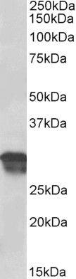 Goat Anti-cyclin D1 Antibody