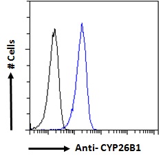 Goat Anti-CYP26B1 Antibody
