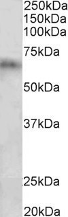 Goat Anti-Cyp2d5 / Cyp2d10 (rat) Antibody
