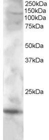 Goat Anti-Cystatin F / CMAP Antibody