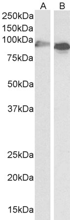 Goat Anti-cytochrome P450 1A1 Antibody
