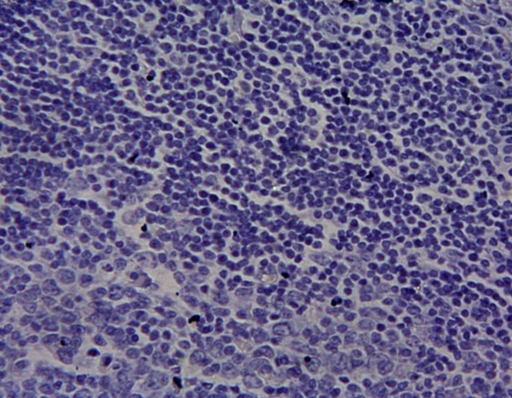 Goat Anti-cytochrome P450 1A1 (mouse) Antibody