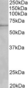 Goat Anti-Cytochrome P450 1A2 (mouse) Antibody