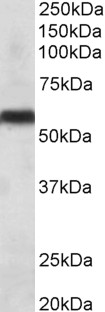 Goat Anti-cytochrome P450 2C8 Antibody