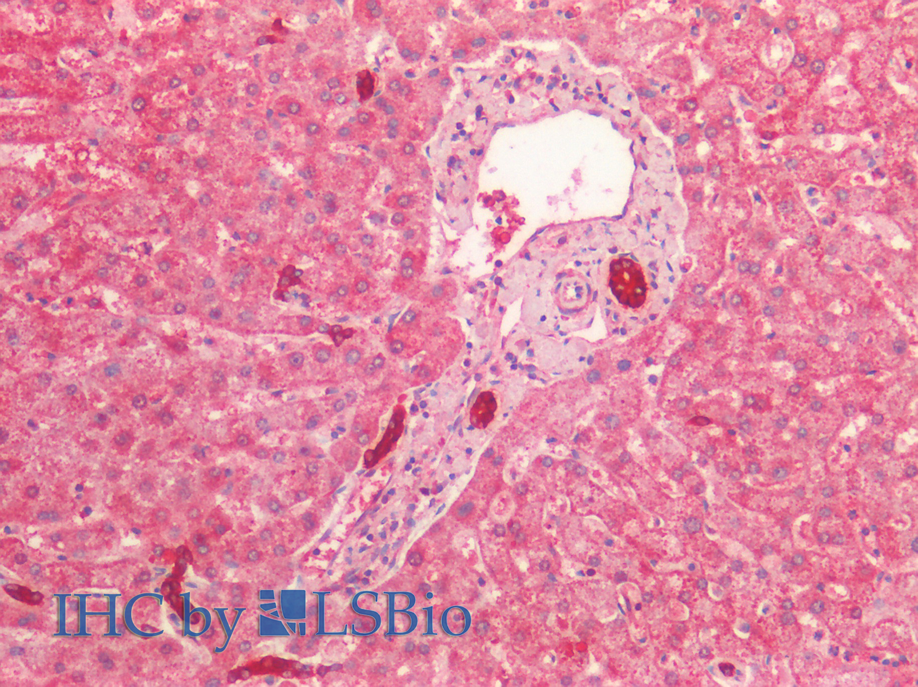 Goat Anti-cytokeratin 19 (aa285-298) Antibody